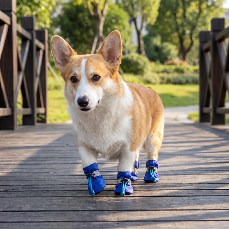 May include: A Corgi dog with a white and tan coat, wearing blue dog boots, stands on a wooden bridge. The dog is looking at the camera. The background includes a wooden fence and green foliage.