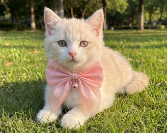 Velvet Cat Bow Collar with Bell, Adjustable Breakaway Kitten Accessory