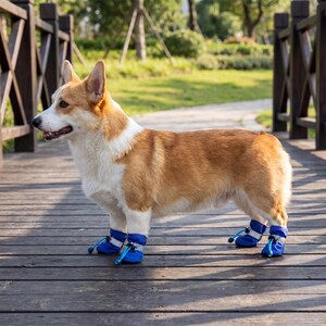 May include: A Corgi dog wearing blue dog boots stands on a wooden bridge. The dog has a white and tan coat. The boots are secured with a blue drawstring. The background includes a wooden bridge and green foliage.
