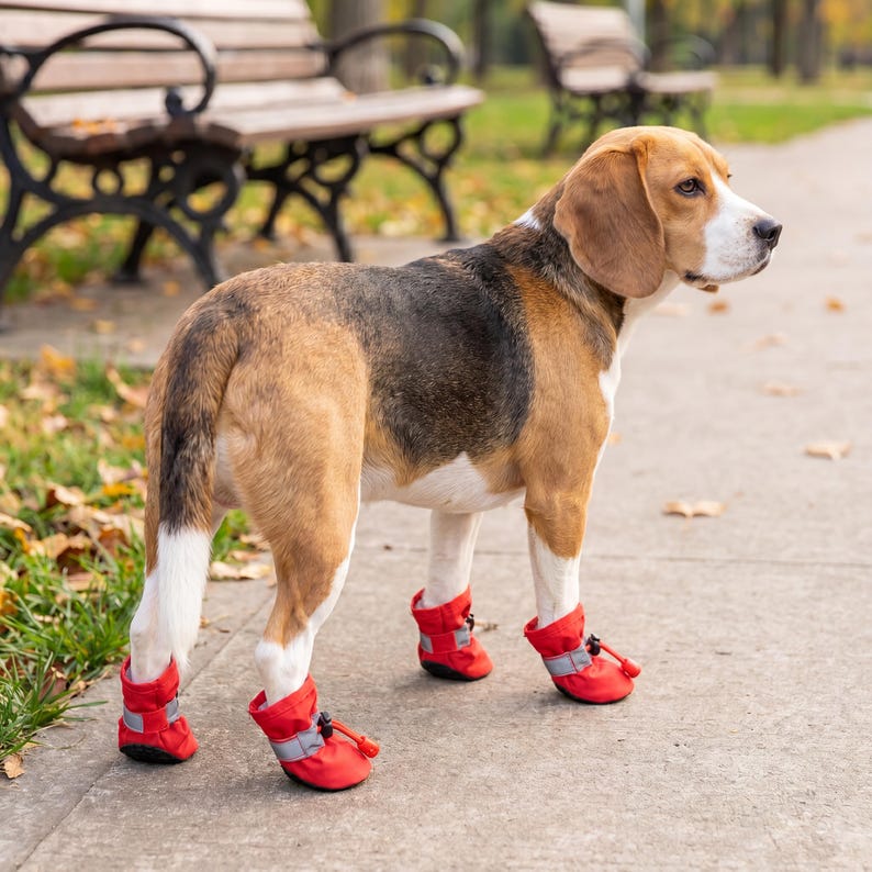 May include: A Beagle dog wearing four red dog boots with reflective straps. The dog has brown, black, and white fur and is standing on a concrete path. The background includes park benches and autumn leaves.