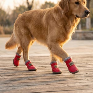May include: A golden retriever dog wearing four red dog boots with a faux fur trim. The boots have a velcro strap with the word "DOG" printed on them. The dog is walking on a wooden surface.