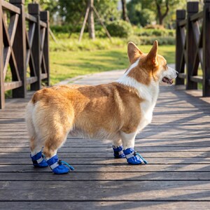 May include: A corgi dog with a white and tan coat stands on a wooden bridge, wearing blue dog boots. The boots have white laces and are designed to protect the dog's paws. The background includes a wooden fence and green foliage.