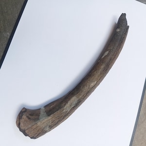 May include: A curved, weathered piece of wood, likely a branch or antler, with a rough, textured surface. The wood is primarily brown with lighter patches and a slightly curved shape. The object is lying on a white surface.