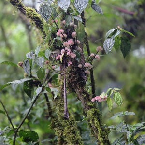 May include: A close-up of a tree branch covered in green moss, with clusters of small pink flowers and large green leaves. The background is blurred, suggesting a forest setting.