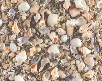 Sea Shells Scrapbook Paper 12x12 | 15 Sheets | Coastal Scrapbooking, Junk Journal, Card Making Supply