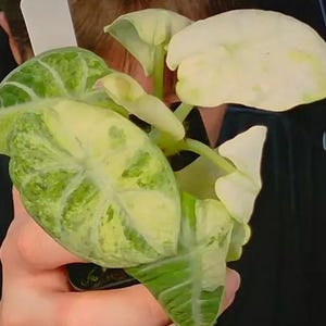 May include: Close-up of a variegated plant with large, heart-shaped leaves. The leaves display a mix of green and creamy white patterns. The plant is held in a person's hand, showcasing its vibrant colors and unique foliage.