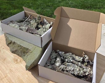Lichen Bundles for Isopods | Bark and Sticks with Live, Naturally Growing Lichen | Bioactive Terrarium Supplies