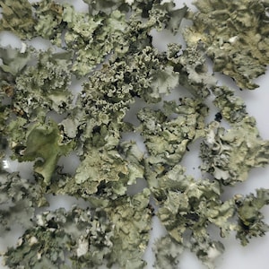May include: A collection of dried, textured lichen in shades of green, gray, and white. The lichen pieces have a ruffled, layered appearance and are scattered across a white surface. The image is a close-up, highlighting the natural details.