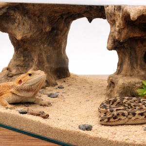 Könnte beinhalten: Ein Glasterrarium mit einer Bartagame, einer zusammengerollten Schlange und einer kleinen Sukkulentenpflanze. Das Habitat umfasst ein sandiges Substrat, kleine Steine und dekorative Holzstrukturen. Die Eidechse ist orange und hellbraun.