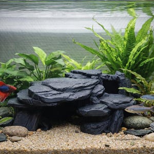 May include: An aquarium scene featuring a vibrant red and blue Betta fish and two striped fish. The tank includes lush green plants, a dark rock formation, and a sandy substrate, creating a natural underwater environment.