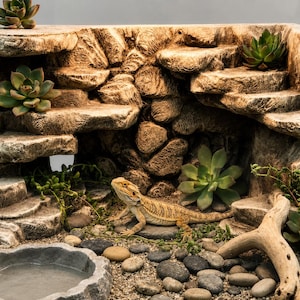 May include: A reptile habitat designed to resemble a rock formation, with multiple levels and a cave. The habitat is decorated with succulents, pebbles, and a water dish. A bearded dragon lizard is inside.
