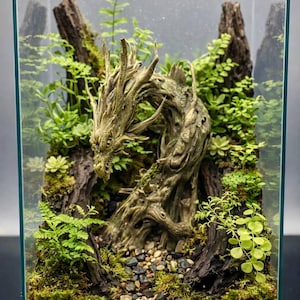 May include: A glass terrarium containing a sculpted dragon figure made of driftwood-like material. The dragon is surrounded by green ferns, small succulent plants, and moss. The base is covered with small pebbles and dark gravel, creating a forest scene.