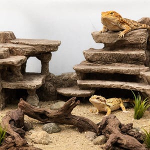 May include: A terrarium setup with two bearded dragons. The enclosure features a layered rock structure, sand substrate, and decorative wood pieces. One lizard rests atop the rocks, while the other is on the sand.