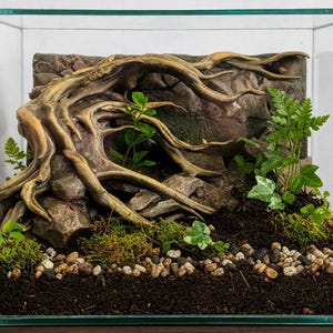May include: A terrarium with a naturalistic design. It features a large, weathered wood structure against a backdrop of rocks. The base includes soil, moss, small pebbles, and various green plants, creating a miniature ecosystem within a glass enclosure.