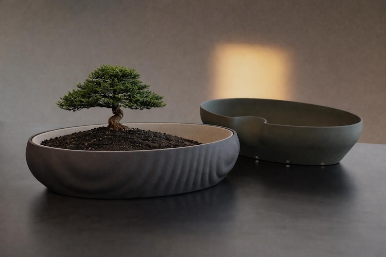 Pu&ograve; includere: Un bonsai con fogliame verde e tronco contorto &egrave; in una fioriera ovale grigio scuro. Un'altra fioriera vuota, verde oliva, &egrave; accanto. Le fioriere sono su una superficie scura.