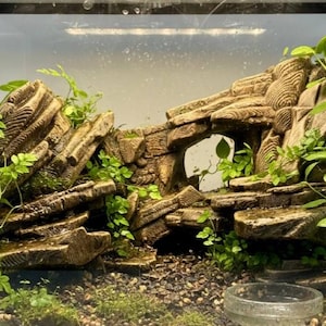 May include: A terrarium background featuring a textured, layered rock formation with a central arched opening. The structure is colored in shades of brown and tan, accented with green climbing vines and small leaves, set above a dark gravel substrate.
