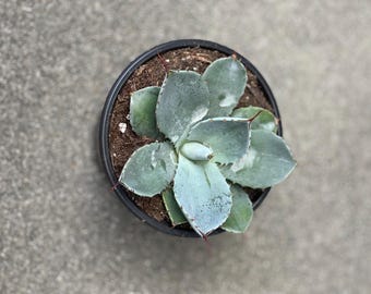 Agave Parryi (Parry’s Agave)