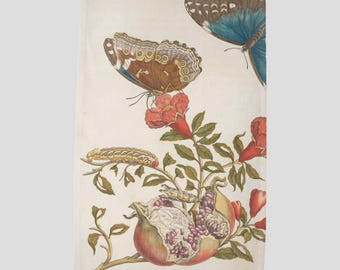 Paño de cocina vintage Maria Sibylla Merian con granada y mariposas Morpho azules - Ilustración botánica de Surinam para decoración de cocina