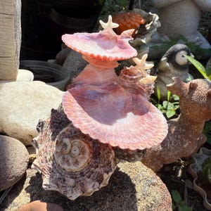 May include: A decorative sculpture constructed from various seashells, featuring a large, textured brown base shell topped with two pink, fan-shaped scallop shells. Small white starfish are attached to the tops of the scallop shells.