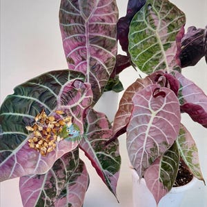 Alocasia watsoniana - Etsy 日本
