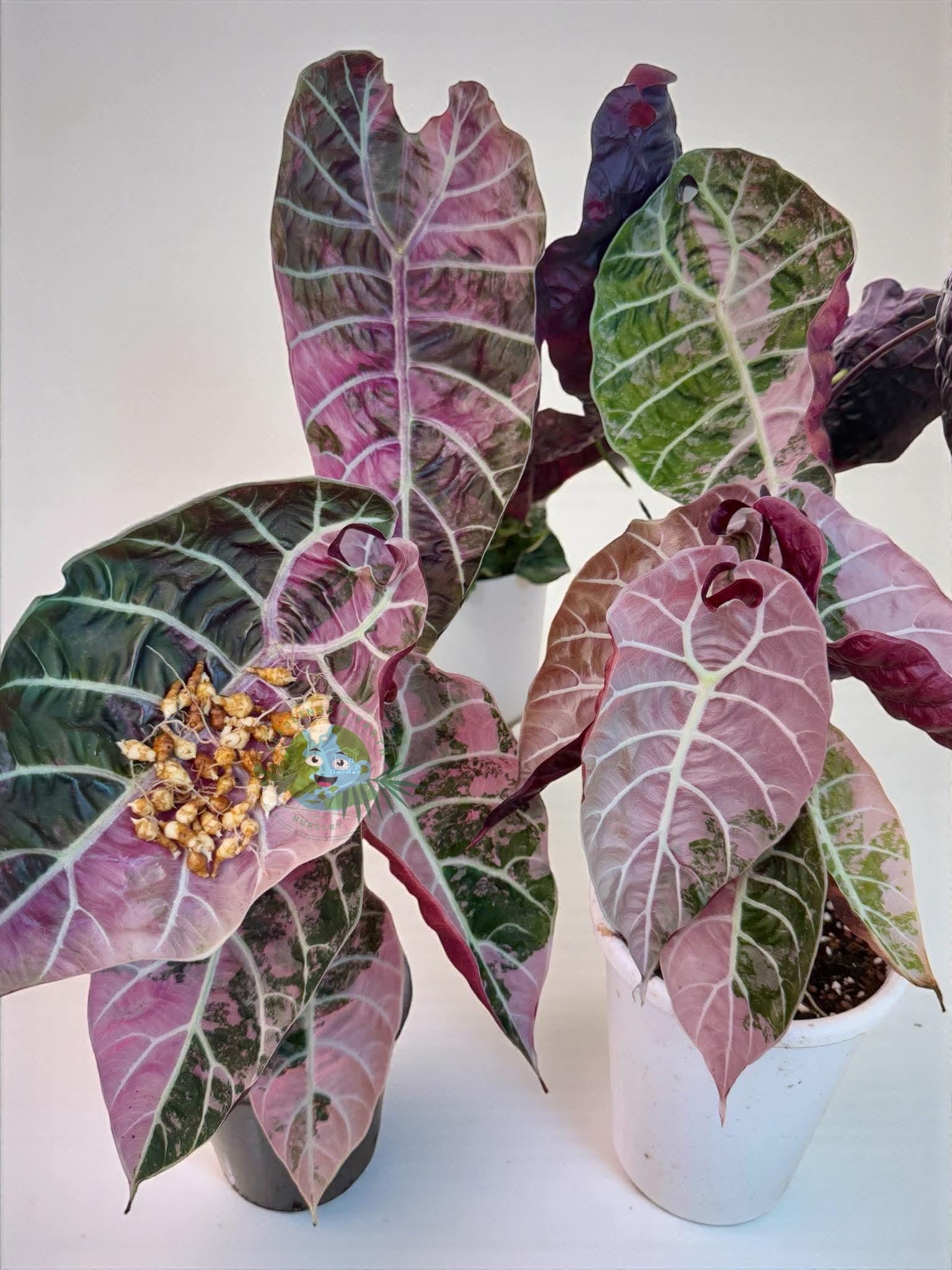 Alocasia stingray variegated - Etsy 日本