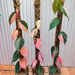 Pink philodendron micans - Etsy.de