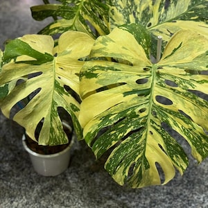 May include: Close-up of a Monstera plant with large, variegated leaves. The leaves display a mix of green and yellow hues, with natural fenestrations. The plant is potted in a small, white container, set against a gray surface.