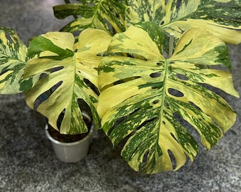 Monstera Deliciosa Cream Brulee Variegated| 2-3 Leaves Plant and Single Leaf node rooted | Available