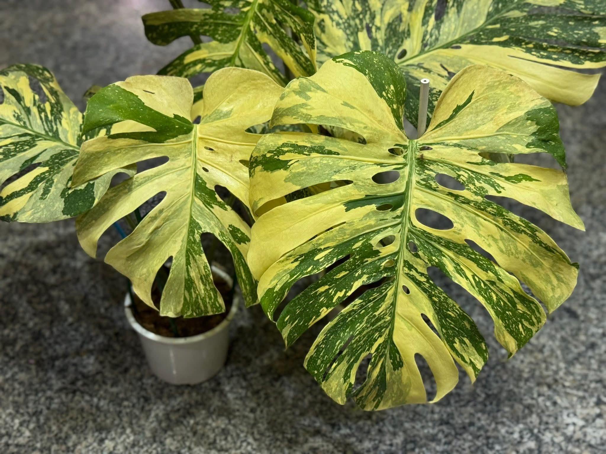 Bulbasaur monstera - Etsy 日本
