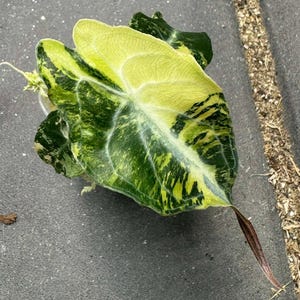 Alocasia venom - Etsy 日本
