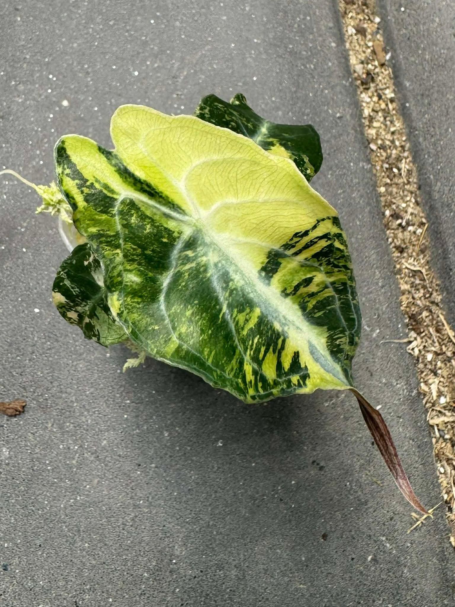 Variegated alocasia maharani - Etsy 日本