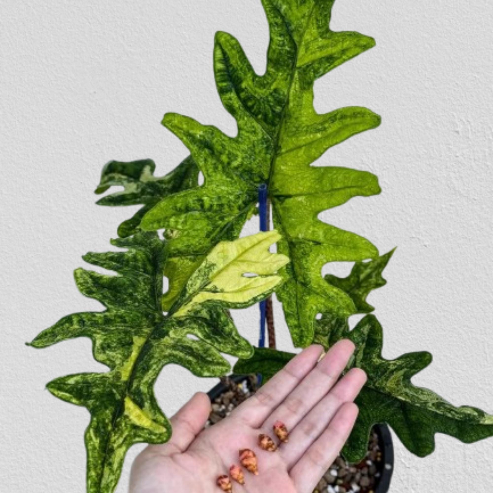 Variegated alocasia maharani - Etsy 日本