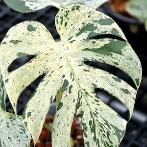 Rare Monsters Deliciosa Bulbasaur Variegated | Option (2-3 leaves Plants - Single Leaf Node Rooted Cutting )