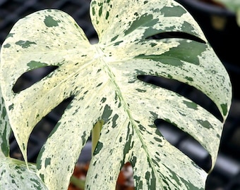Rare Monsters Deliciosa Bulbasaur Variegated | Option (2-3 leaves Plants - Single Leaf Node Rooted Cutting )