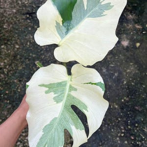 Monstera Deliciosa Casper veränderlich | Option (2 Blätter Pflanze & Einblatt Knoten bewurzelt Ausschnitt