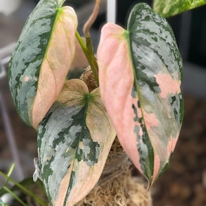 May include: Close-up of a houseplant with large, heart-shaped leaves. The leaves display a mix of colors, including pink, green, and gray. The plant is mounted on a bed of brown moss.