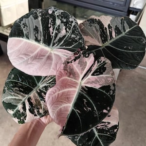 Könnte beinhalten: Nahaufnahme mehrerer großer Alocasia-Blätter. Die Blätter sind eine Mischung aus Dunkelgrün, Hellrosa und Weiß. Die Blätter haben ausgeprägte Adern und ein einzigartiges Farbmuster. Die Pflanze wird von einer Person gehalten.
