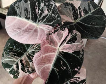 Rare Alocasia Black Velvet Rosa bunt | Option (Setzlinge und Knolle)