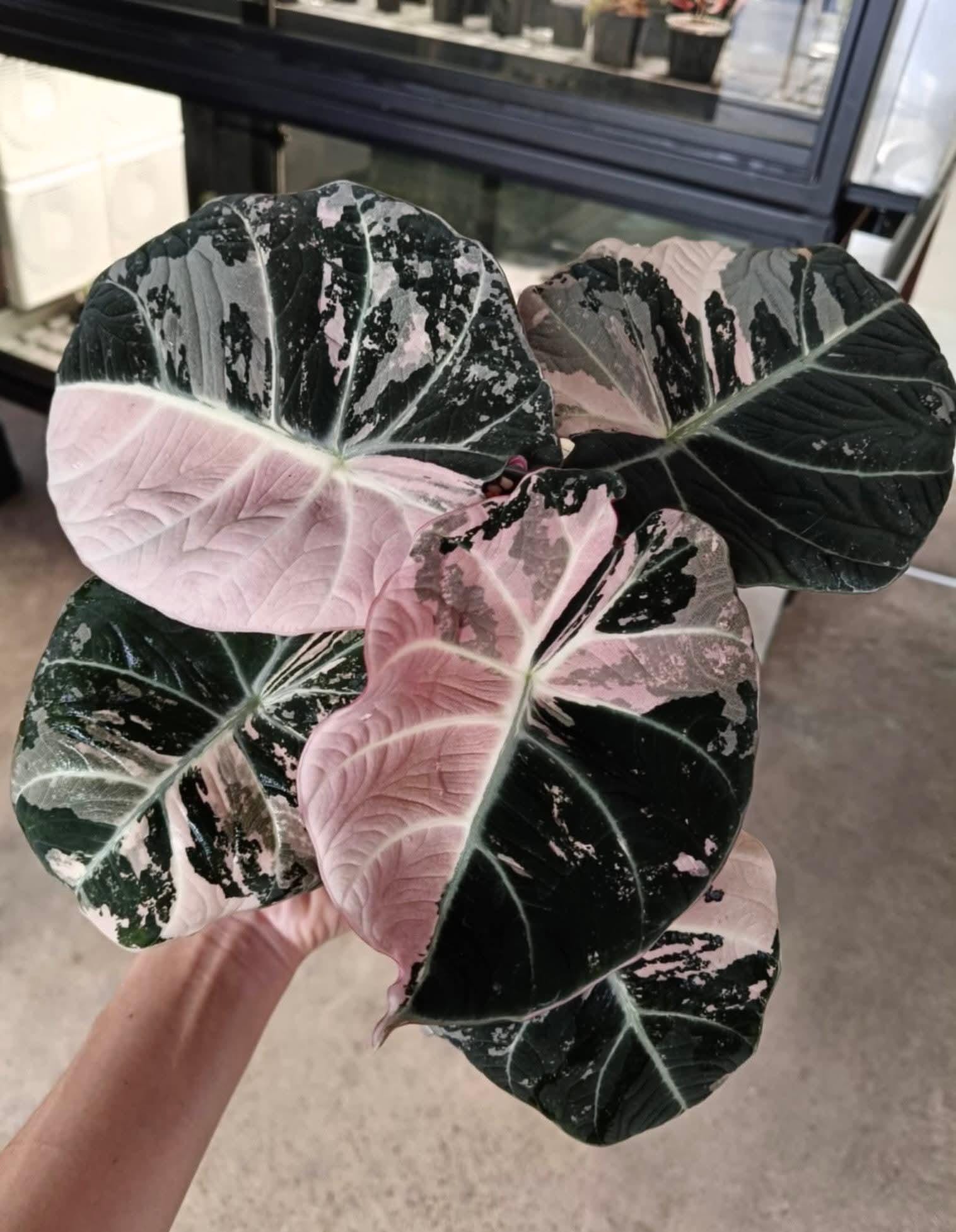 Alocasia cuprea pink - Etsy 日本