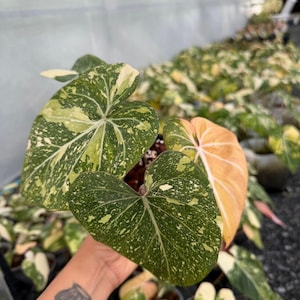Rare Tricolor Variegated Philodendron Gloriusom | Option ( 4" Pot plant & Single Leaf Node Cutting)