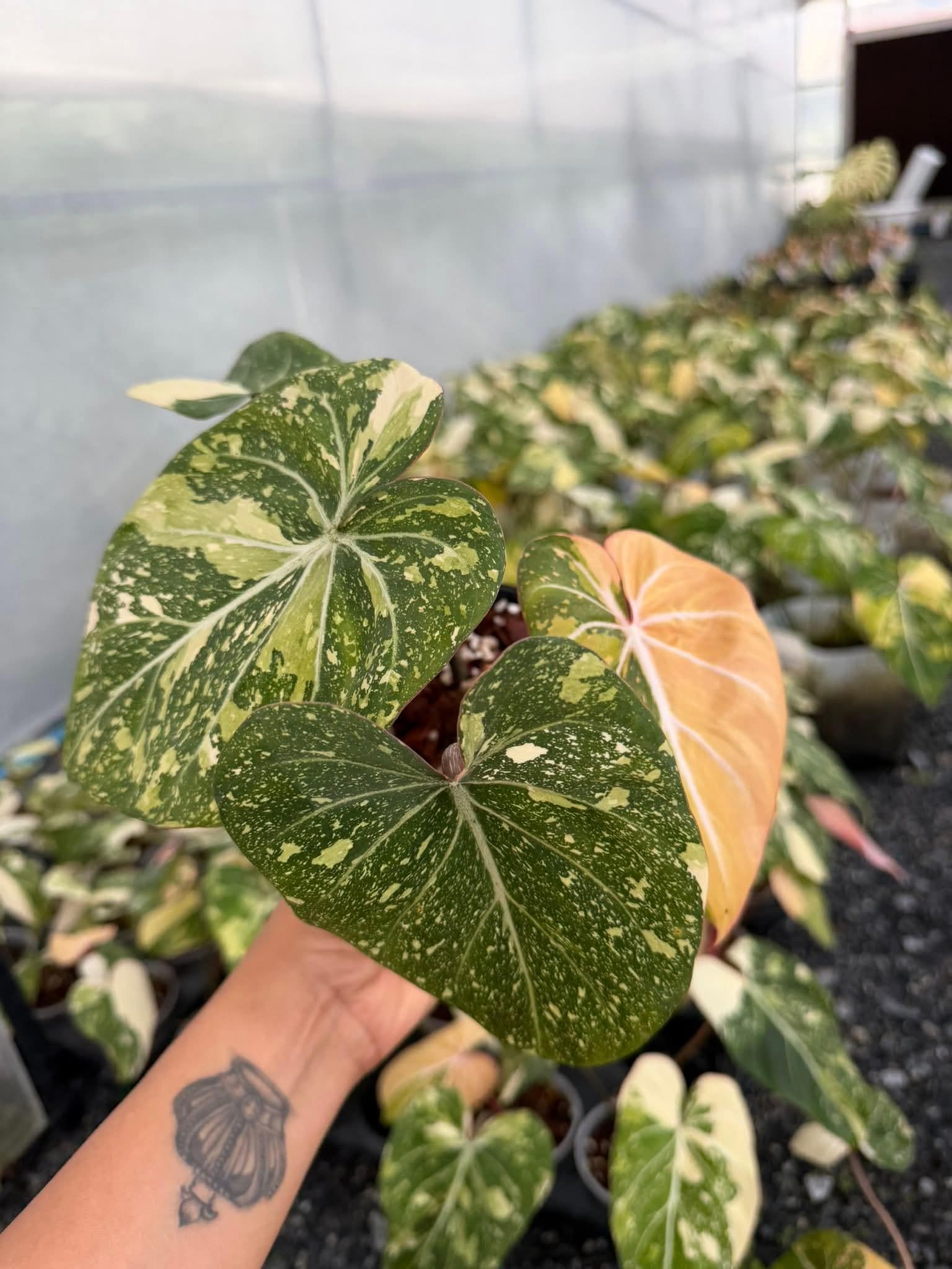 Philodendron billietiae variegated - Etsy 日本