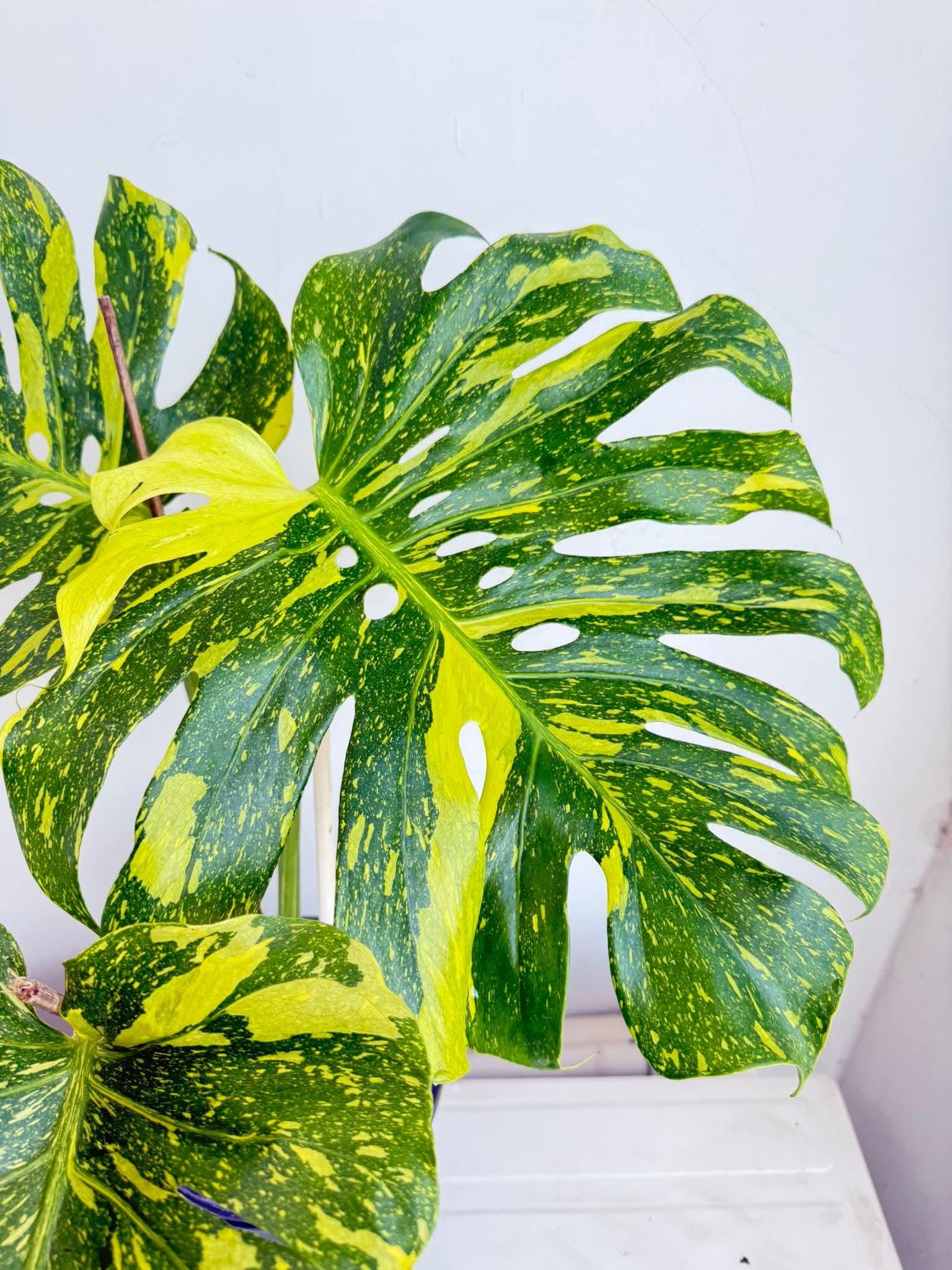 Monstera electro light - Etsy 日本