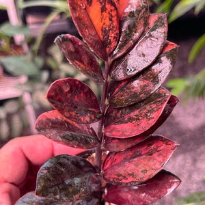 Variegated zz plant - Etsy 日本