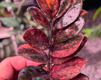 Selten Orange Zamioculcas zamiifolia Black Raven Bunt | Option Vollstiel - Einblatt Knotenausschnitt |