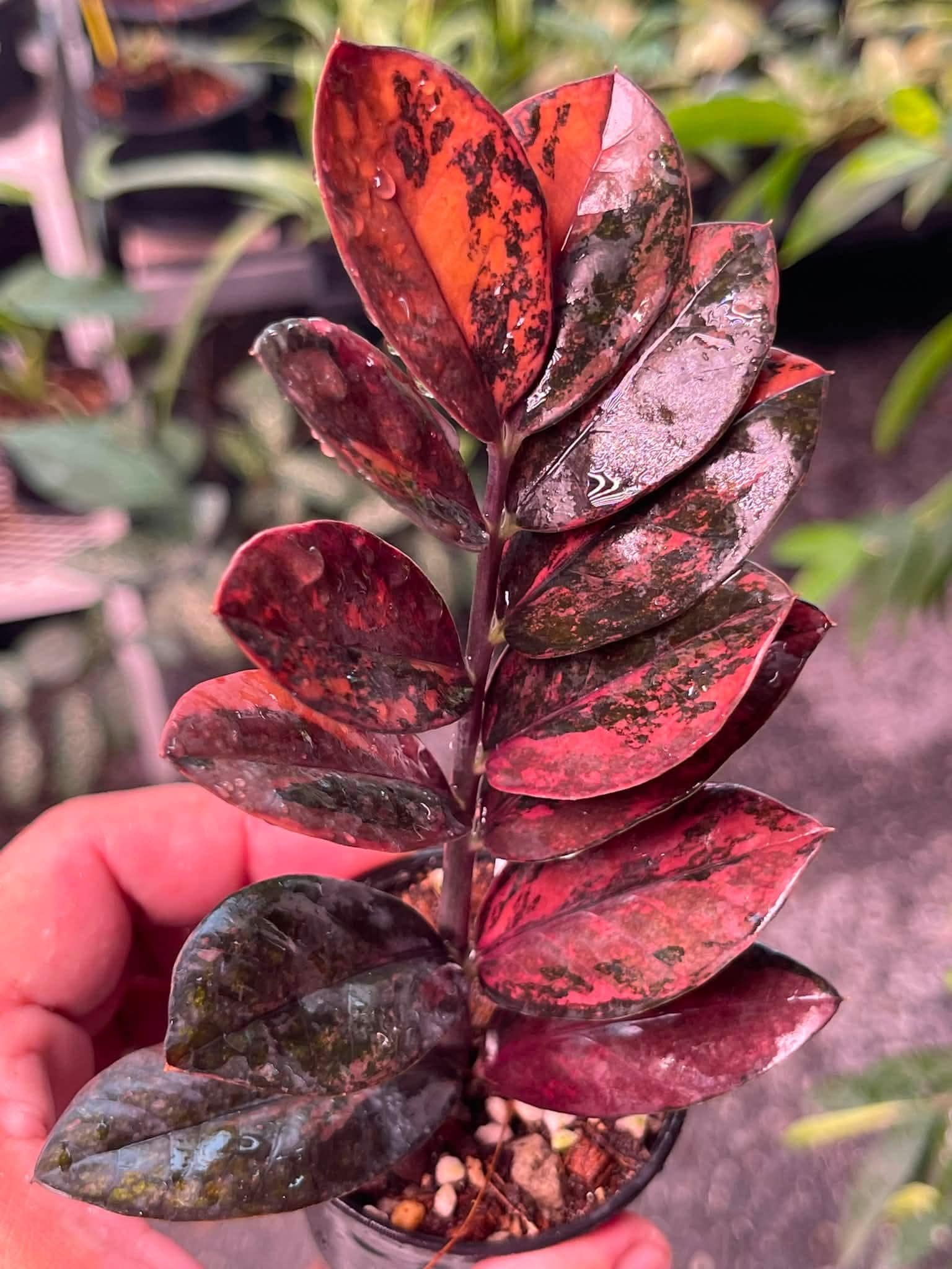 その他観葉植物 Zz Raven Deep Red Zz Raven Black Pink Variegated - Etsy Canada