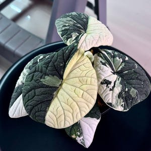 Alocasia melo albo - Etsy 日本