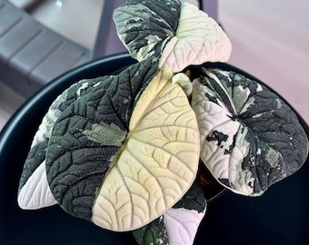 Alocasia Melo Albo Variegada Rara / Opción (Plántulas y Cormos)