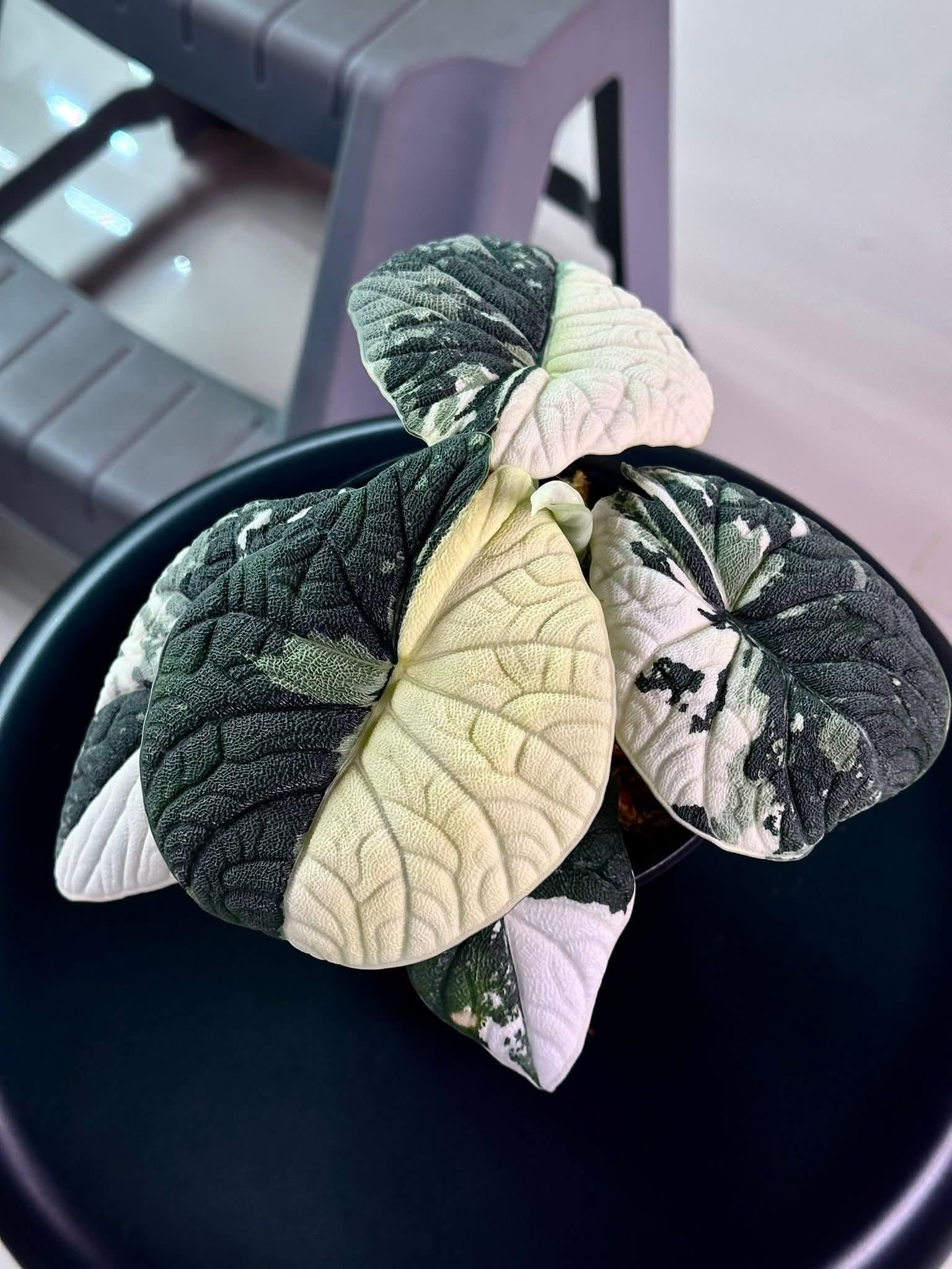 Alocasia watsoniana pink variegated - Etsy 日本