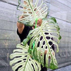Monstera Deliciosa 'Devil Monster' variegada rara | Estaca enraizada com 2-3 folhas e um nó foliar.