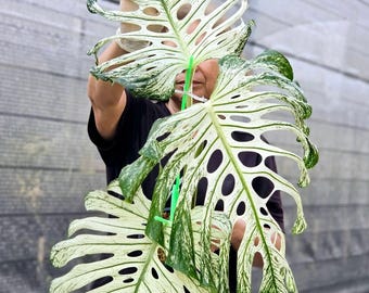 Rara Monstera Deliciosa variegata Devil Monster/ Talea radicata con 2-3 foglie e un singolo nodo fogliare